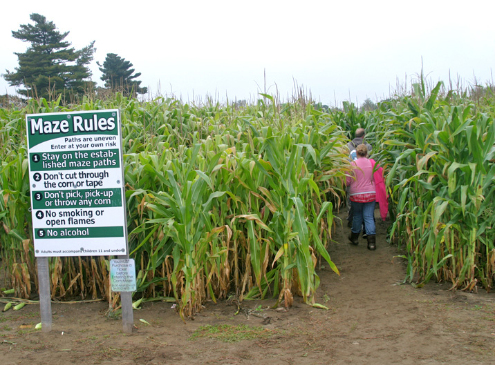 Corn Maze entry B