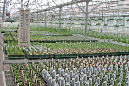 https://sammazzafarms.com/wp-content/uploads/2018/05/Greenhouse-Thermometer.jpg