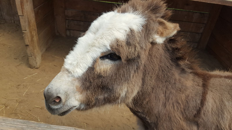 Pedro the donkey