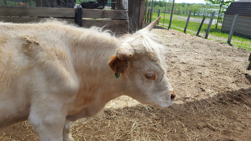 Sampson the Steer