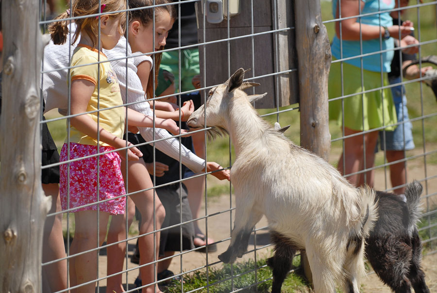 Petting Zoo
